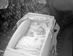 Barn i barnevogn. Familiebilder fra 1951. 1951 modell barnev