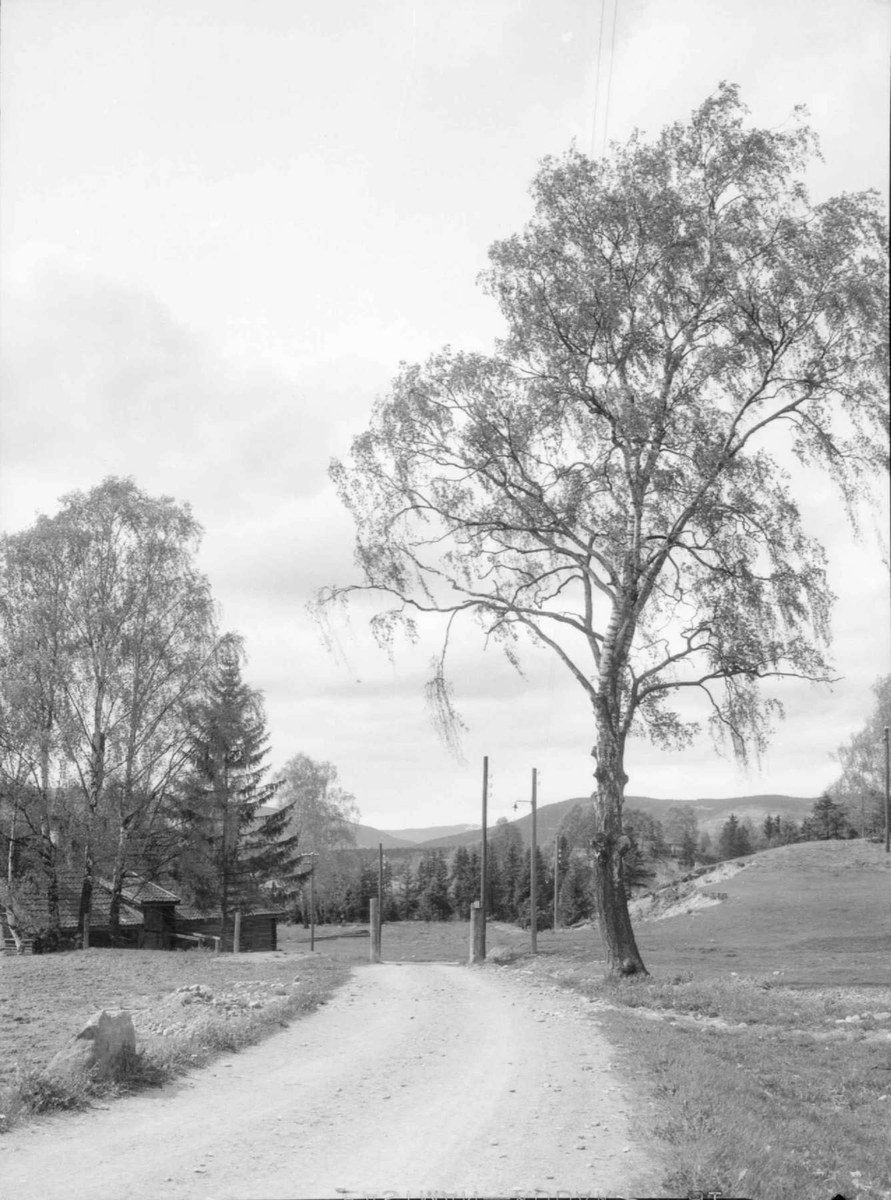 Bjørka på Sorgendalsjordet.