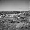 Motiv från Bohuslän ur bildsamlingen efter fotograf Carl Alfred Träff.