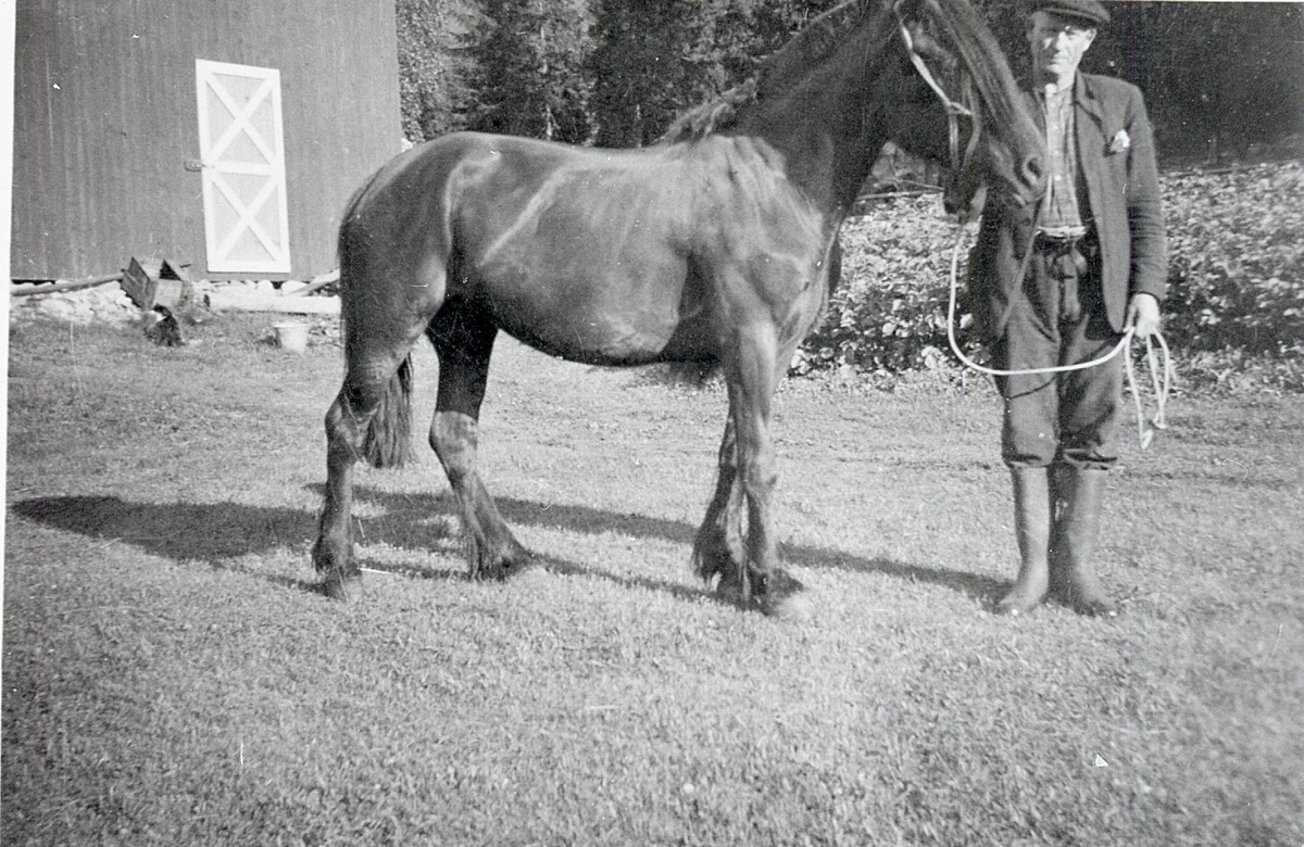 Portrett av Halvor Bråten med hest.
Denne hesten måtte han levere til tyskerane i 1940 
Han fekk Vilhelm Stake til å levere hesten for seg .