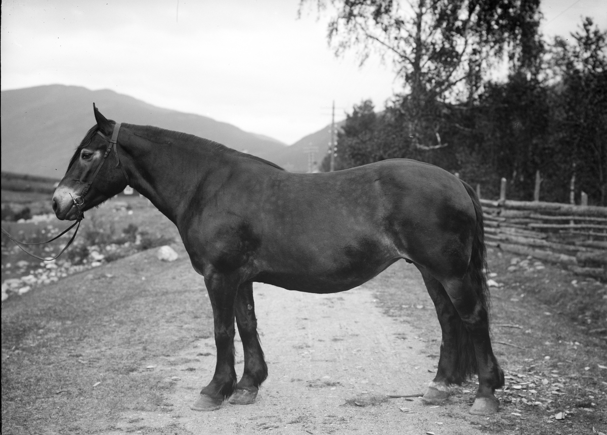 Ola Veggums hoppe, 14.06.1914, hest