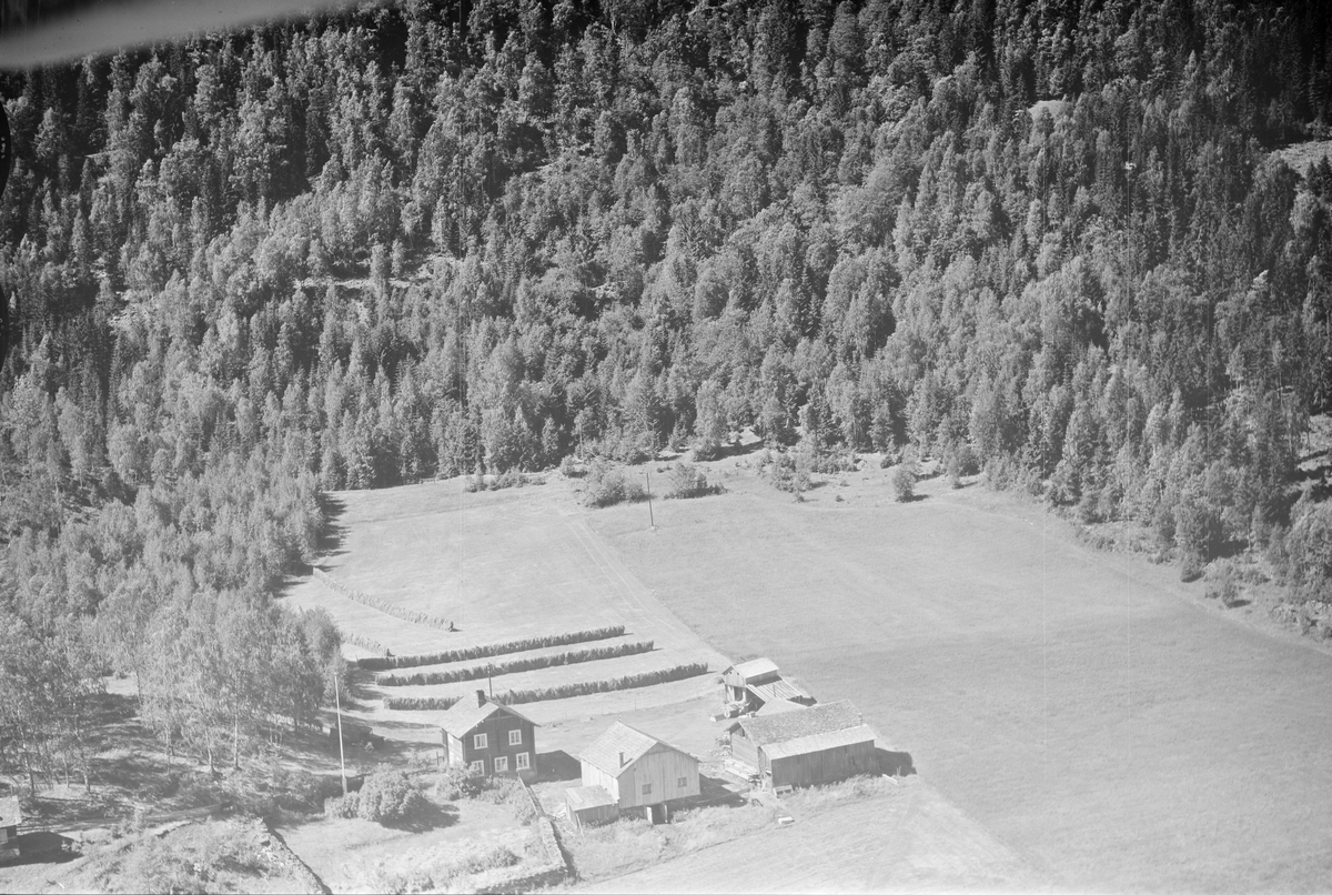 Kolbu gård, Vestsida, Øyer, 16.07.1959, kulturlandskap, jordbruk, slåttonn, hesjing, blandingsskog