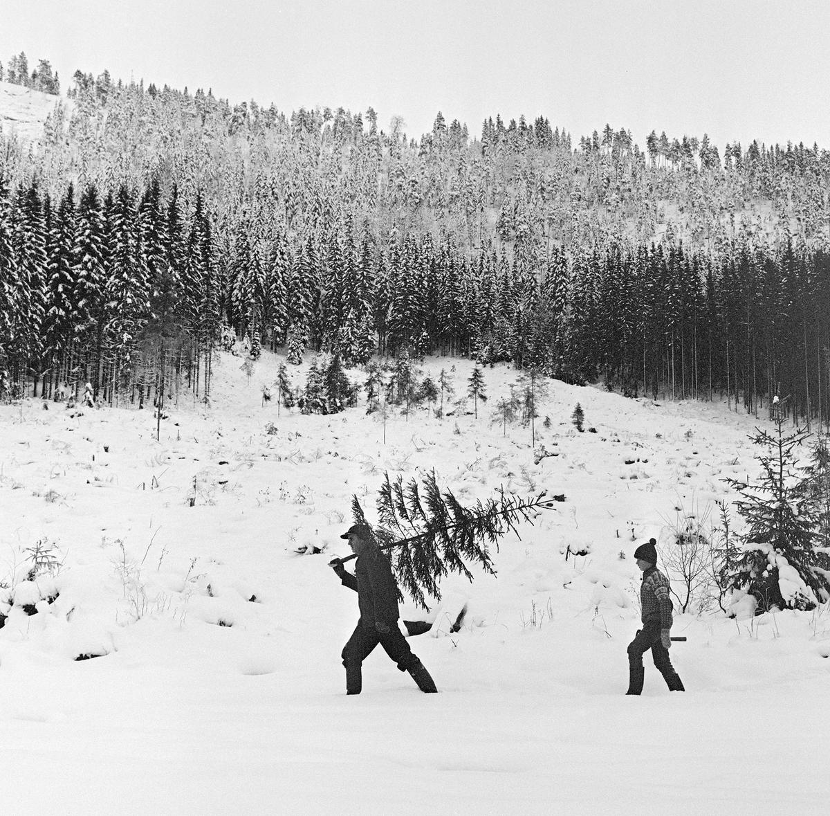 Henting av juletre i Åsnes. Far går foran med juletreet på skuldra. Sønnen går bak med øks. Snødekt landskap
