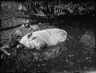 Gris ligger i lerpöl, Östhammar, Uppland