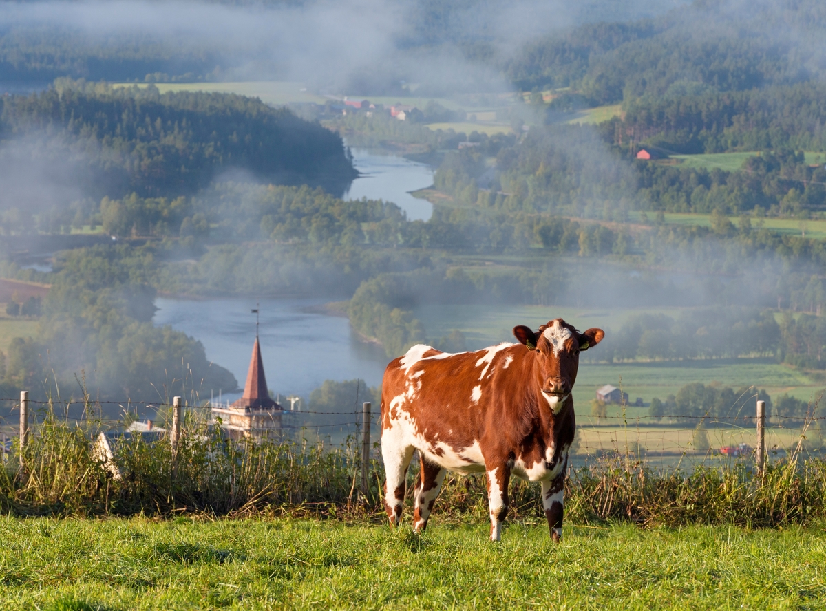 Storfe på beite. Ku. Os i Østerdalen, Hedmark. Utsikt mot Glomma. Husdyrbruk i Nord-Østerdalen. Landbruk.