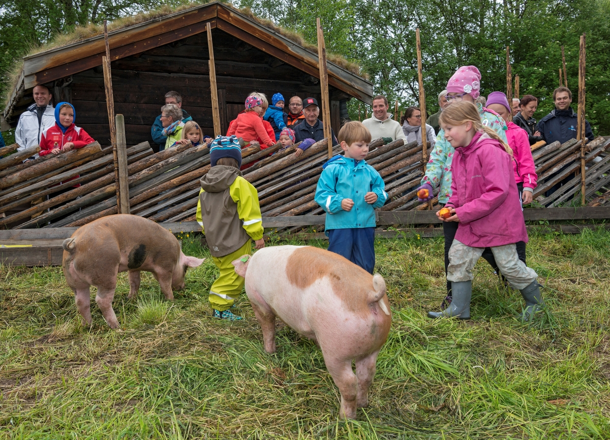 Fra "Fløttdagen" på Dølmotunet 2016, Tolga, Hedmark. Musea i Nord-Østerdalen. Fløttdagen. Sesongåpning på Dølmotunet. Arrangement. Arrangementer. Husdyr. Barn og dyr. Gris. Griser. Svin. Griser i grisebinge. Grisbinge. Binge. Besøkende. Publikum.