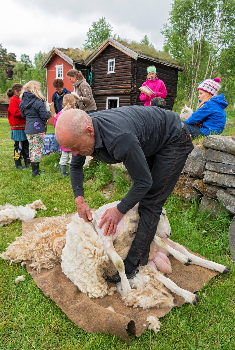 Fra "Fløttdagen" på Dølmotunet 2016, Tolga, Hedmark. Musea i Nord-Østerdalen. Fløttdagen. Sesongåpning på Dølmotunet. Arrangement. Arrangementer. Saueklipping. Klipping av sau.