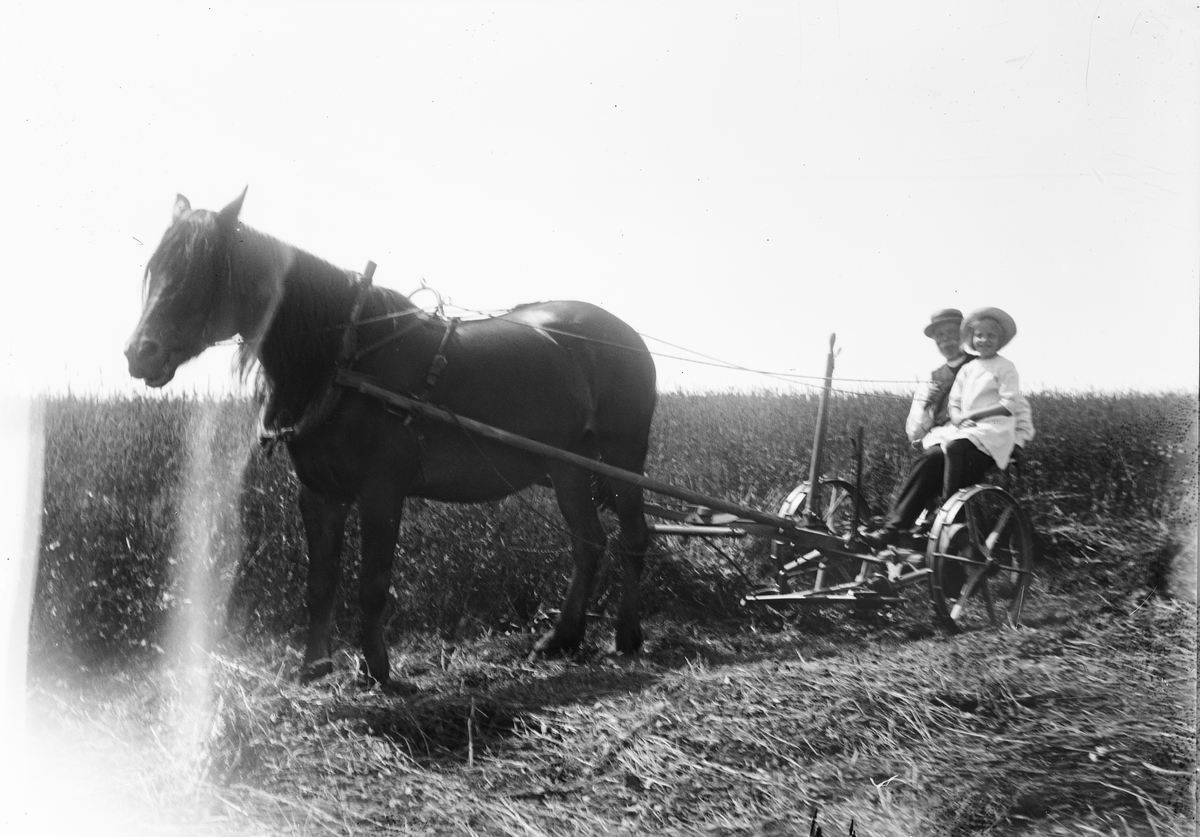 Svens Olle och Marit Liljefors kör slåttermaskin dragen av hästen Freja, Svensgården, Dalarna 1919