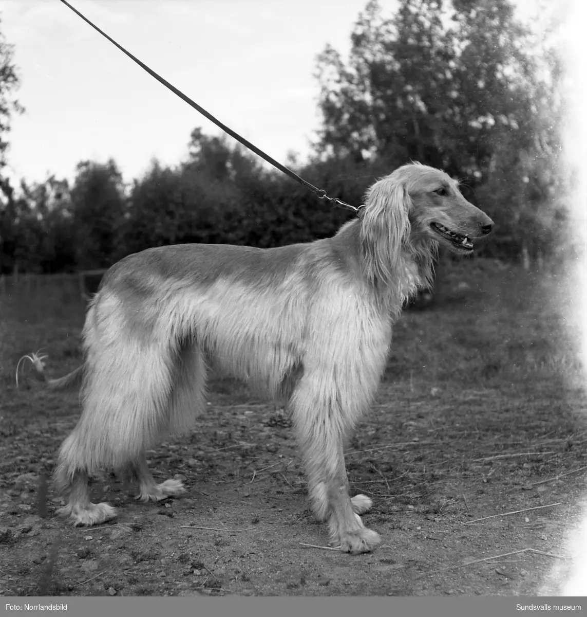 Svedsgårdens kennel i Svarvarböle, Söråker, med raserna collie och afghan. Mannen på bilderna är lantbrukare Per Sved.