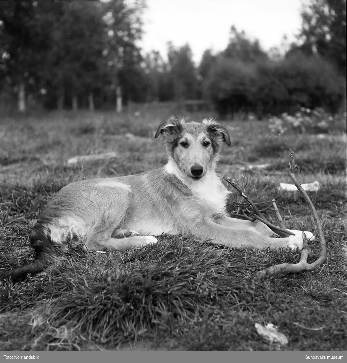 Svedsgårdens kennel i Svarvarböle, Söråker, med raserna collie och afghan. Mannen på bilderna är lantbrukare Per Sved.