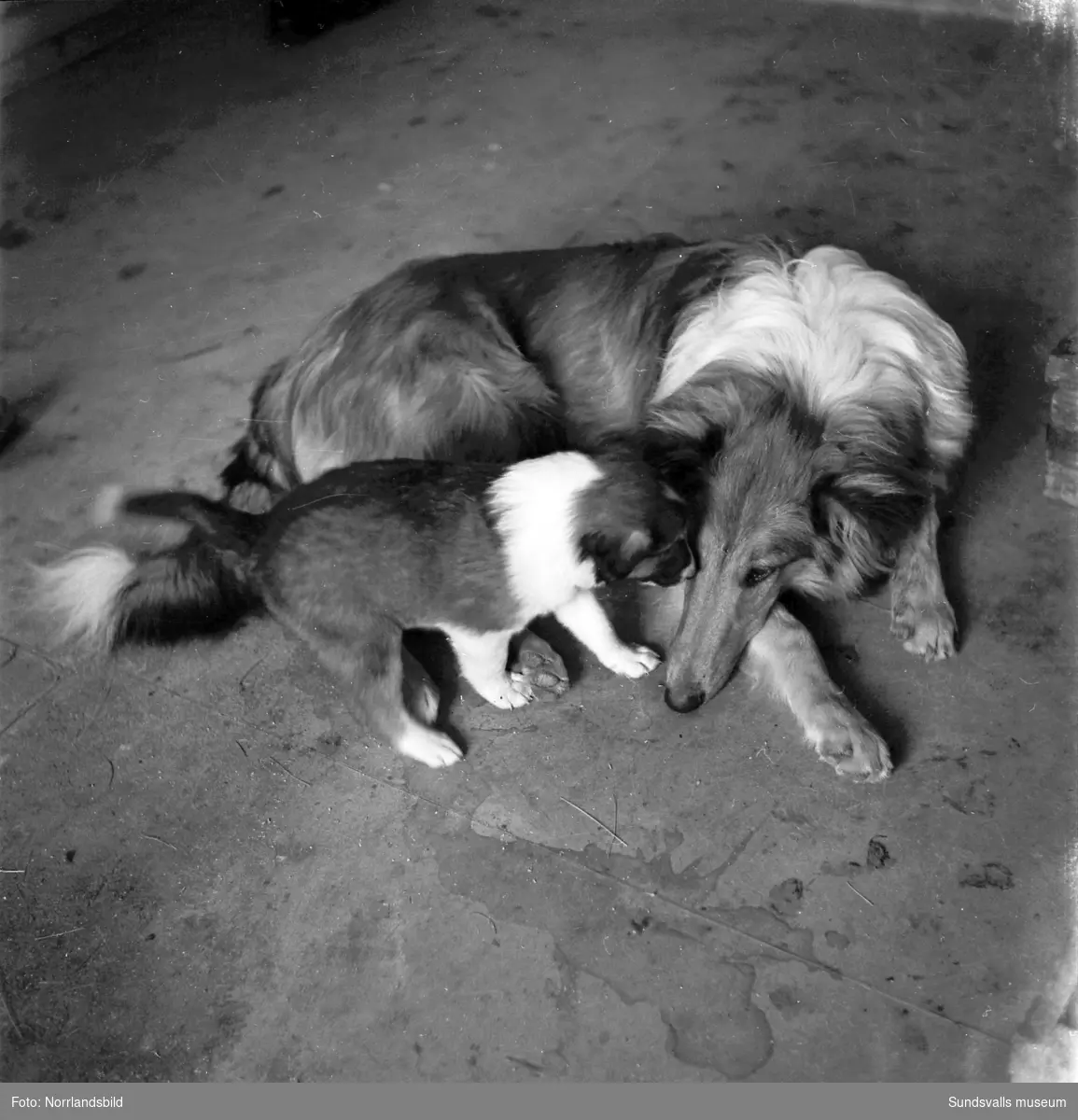 Svedsgårdens kennel i Svarvarböle, Söråker, med raserna collie och afghan. Mannen på bilderna är lantbrukare Per Sved.