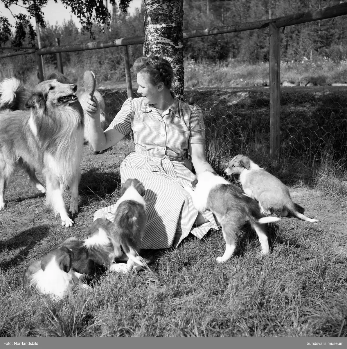 Svedsgårdens kennel i Svarvarböle, Söråker, med raserna collie och afghan. Mannen på bilderna är lantbrukare Per Sved.