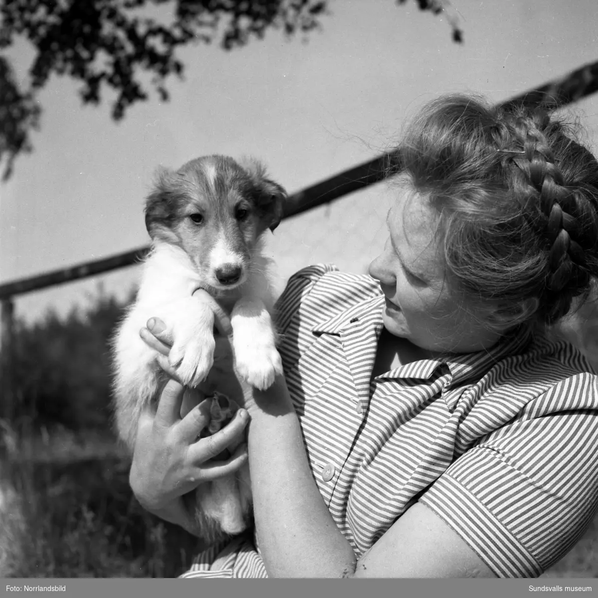 Svedsgårdens kennel i Svarvarböle, Söråker, med raserna collie och afghan. Mannen på bilderna är lantbrukare Per Sved.