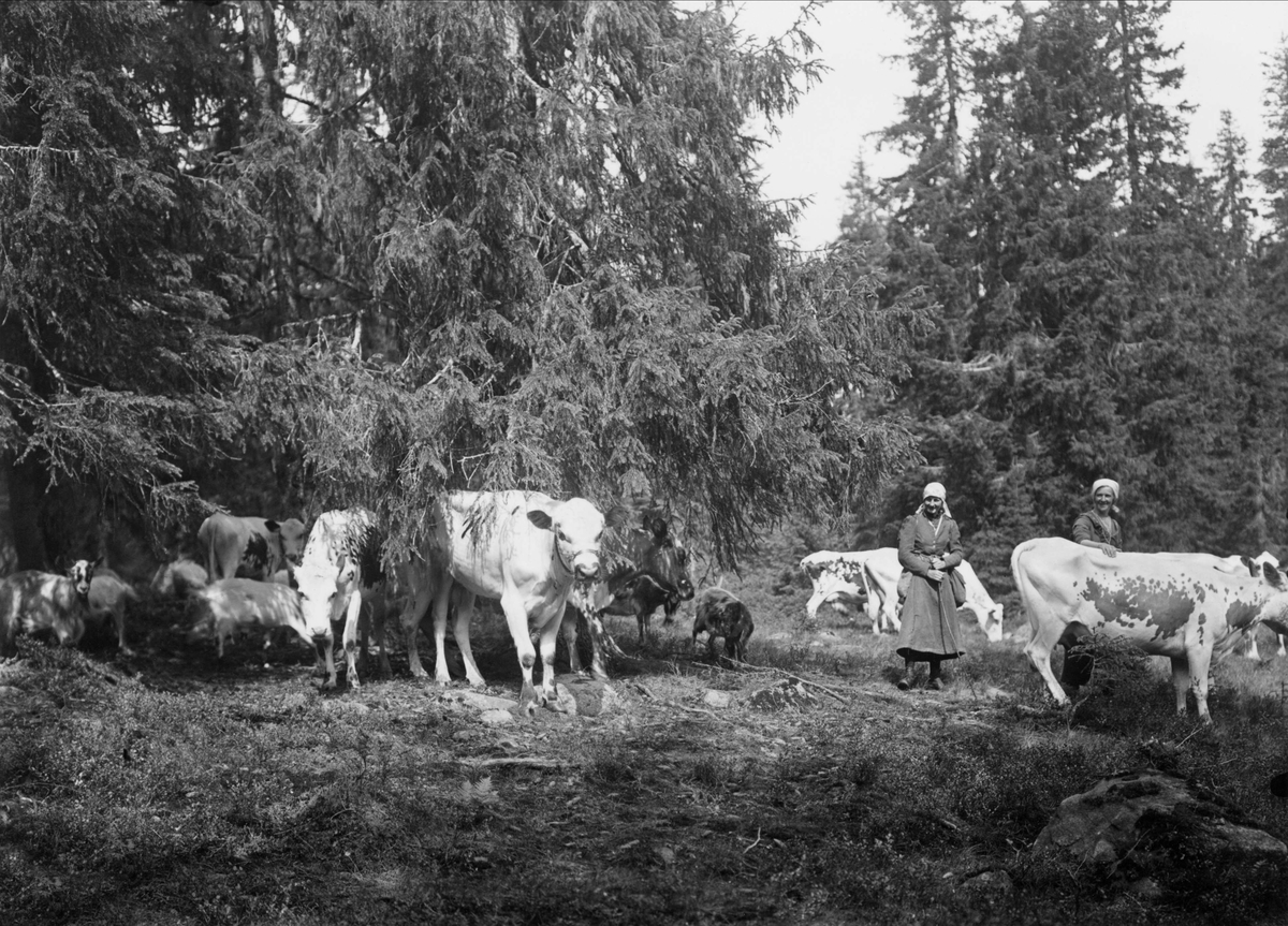 "Emmy Eriksson, sedermera gift G. Renström, och Selma Forsman i Lybergets fäbod."