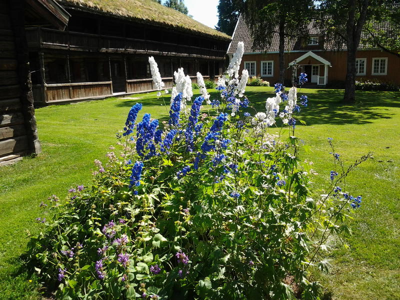 Hageridderspore/Delphinium elatum-gruppen