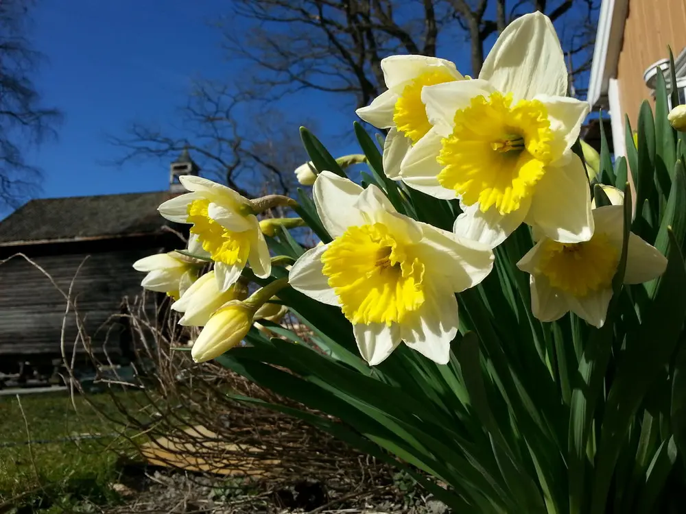 Narcissus Ice Follies