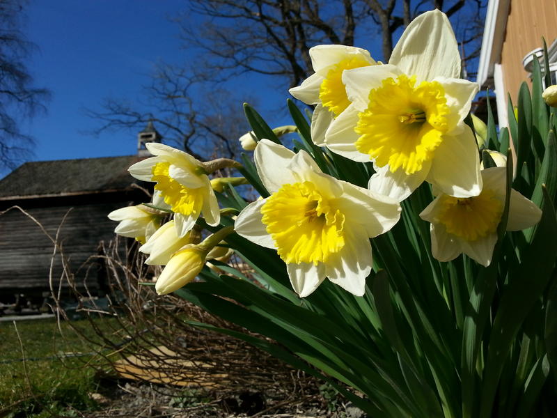 Narcissus Ice Follies