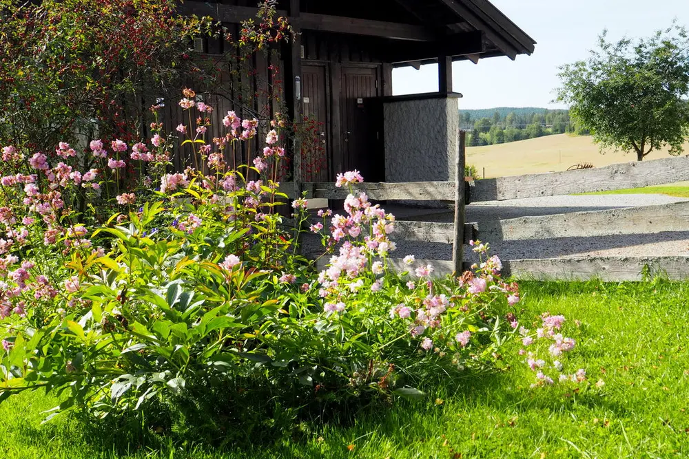 Såpeurt/Saponaria officinalis