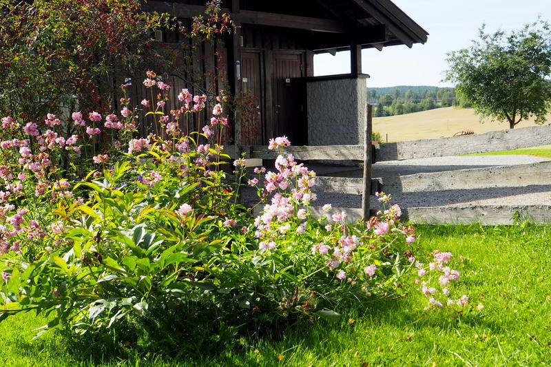 Såpeurt/Saponaria officinalis