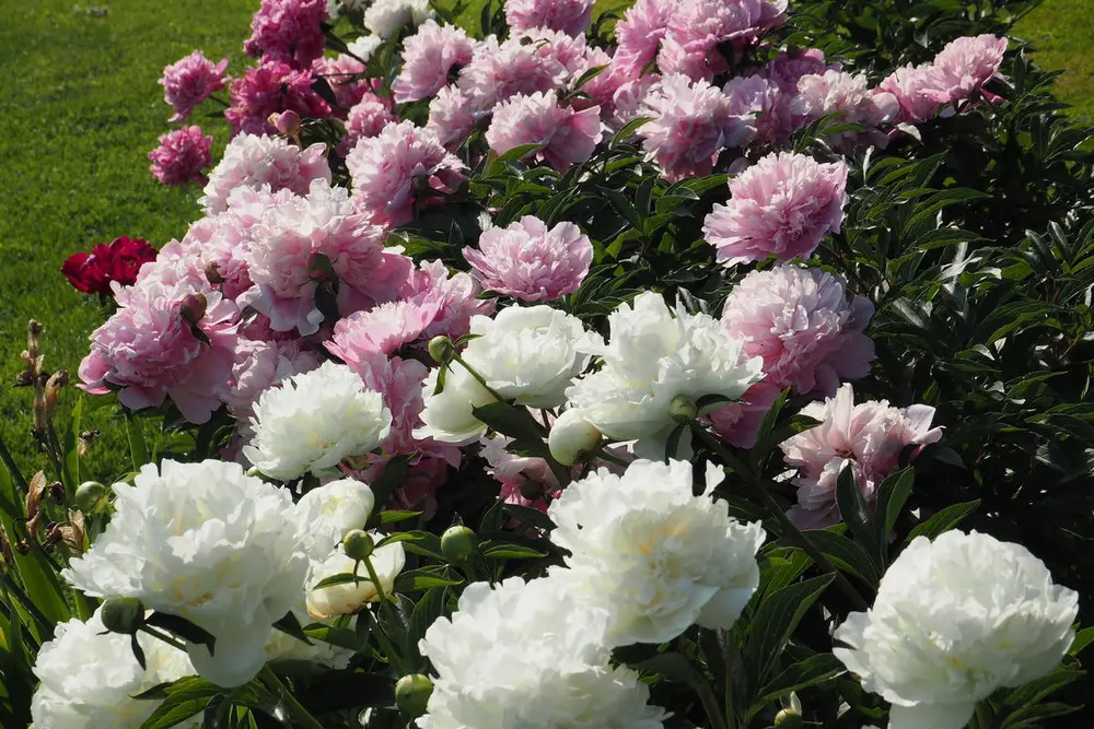 Silkepioner, Paeonia lactiflora