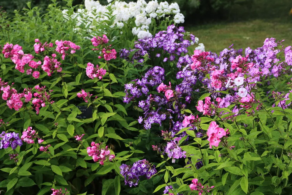 Høstfloks / Phlox paniculata