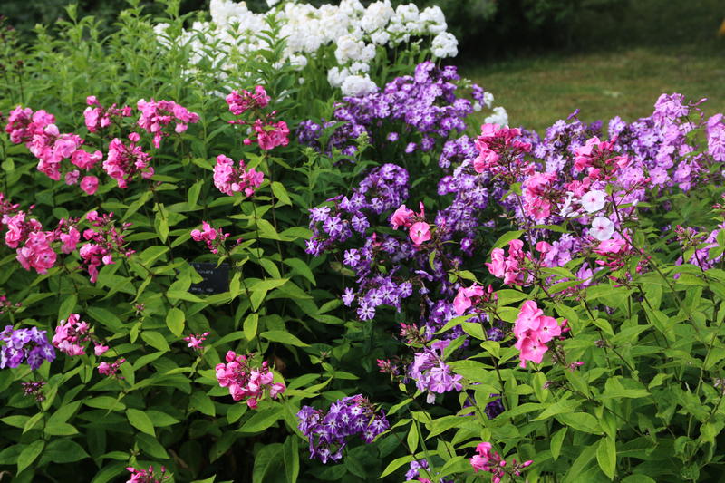Høstfloks / Phlox paniculata