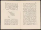 Kiirunavaara.
Kirunagruvans kronologi.
Ur Carl Sahlins bergshistoriska samling.