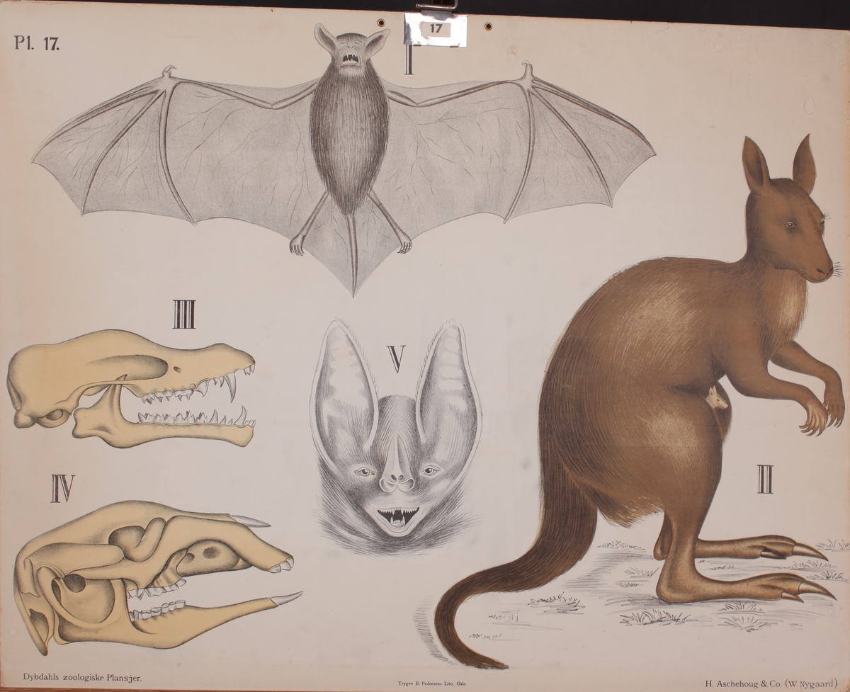 Flaggermus, kenguru og kranier.