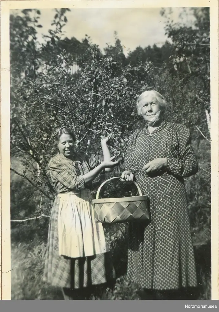 "Anne og Marta høster plommer den 6.september 1953"