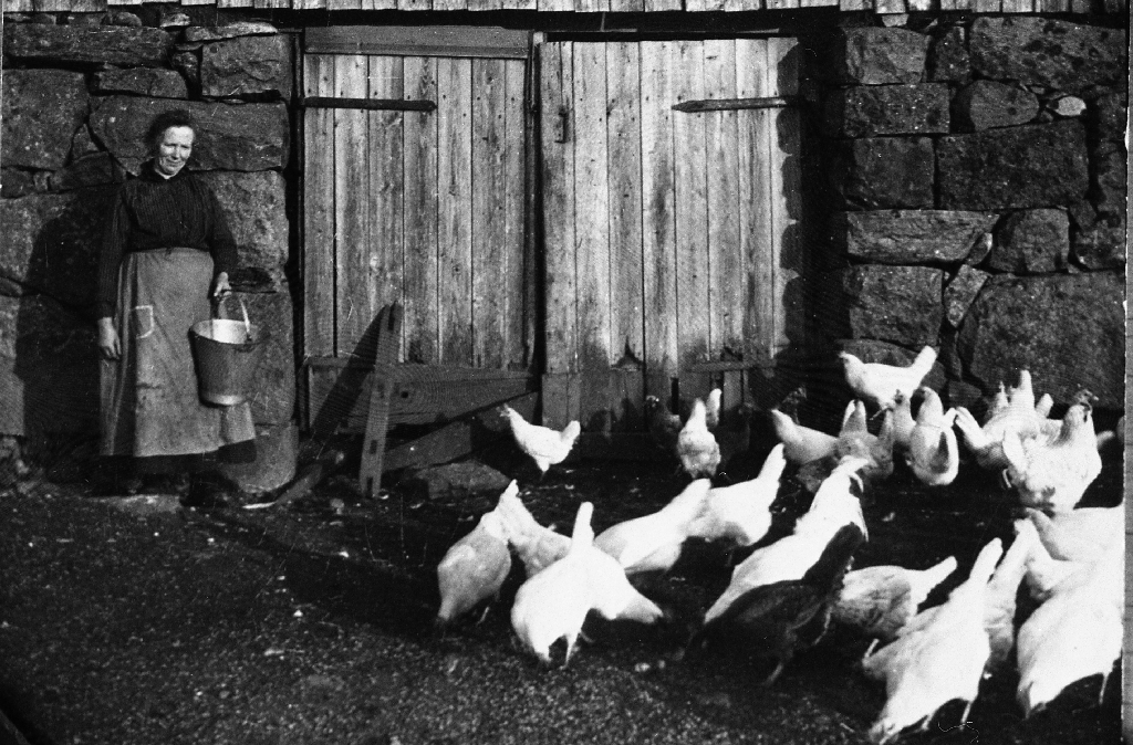 Grete Marie Haugland (18.1.1865 - 2.12.1947) gir hønsa mat.