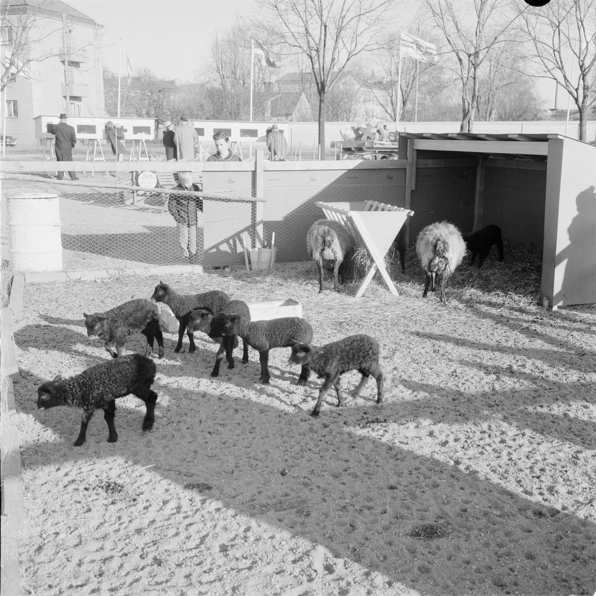 Hushållningssällskapet - "Sten Sture mässan", Uppsala 1962