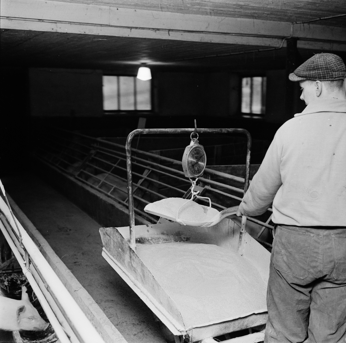 Hushållningssällskapet - utfodring av grisar i ladugård, Örsundsbro, Uppland 1963