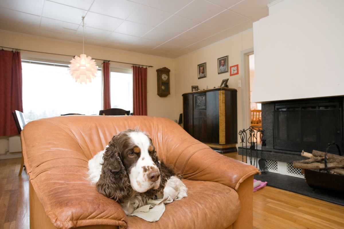 Hunden Balder koser seg in sin stol i stuen.