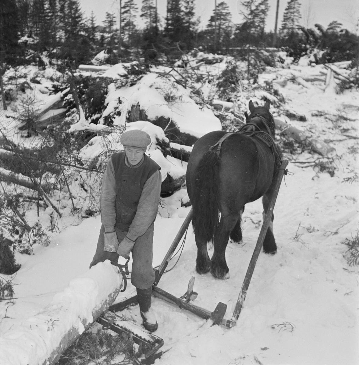 Omkullblåst skog i Söderfors, Söderfors socken, Uppland, januari 1954