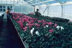 Växthus med cyklamen blommor.