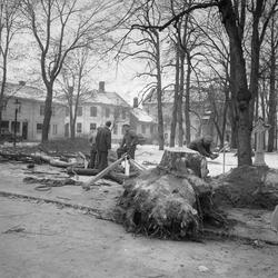 Trefelling i Tordenskjoldsparken