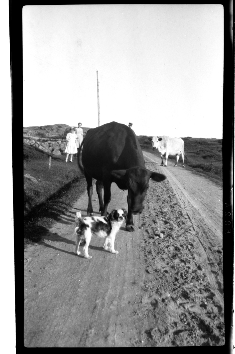 Kuer langs landeveien møter en hund, to barn står i bakgrunn. Fotografert 1917.