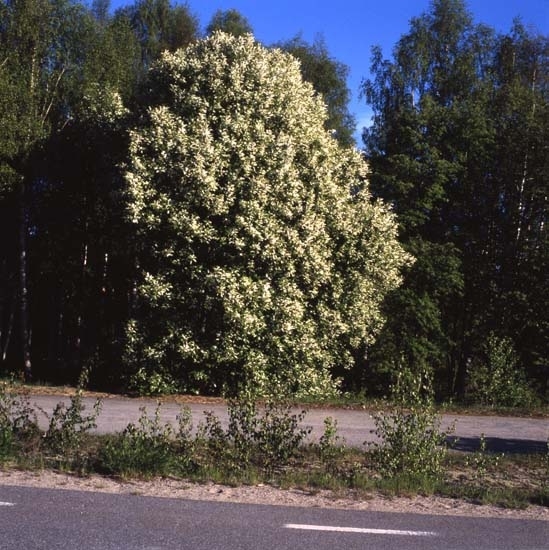 HMM52724