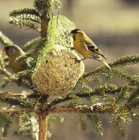 Grönsiskor och grönfinkar äter av talgboll och frön som hängts upp i en gran, maj 1991.