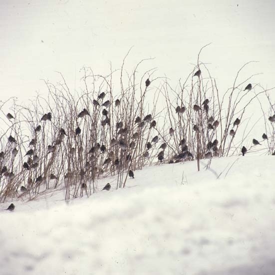 Småfåglar i snö på Olanders åkern, efter snöovädret 3 maj 1981!