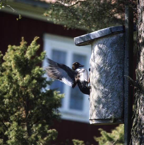 En knipa flyger in mot holken i ett träd, maj 2001. Alldeles utanför finns en enbuske.