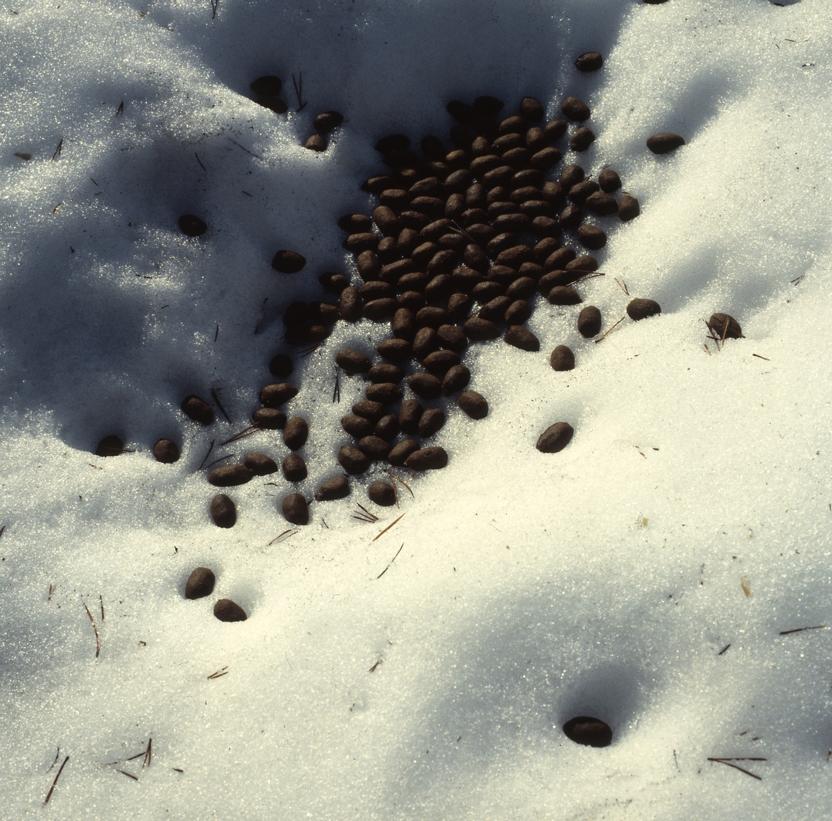 Älgspillning i snö, våren 1982.