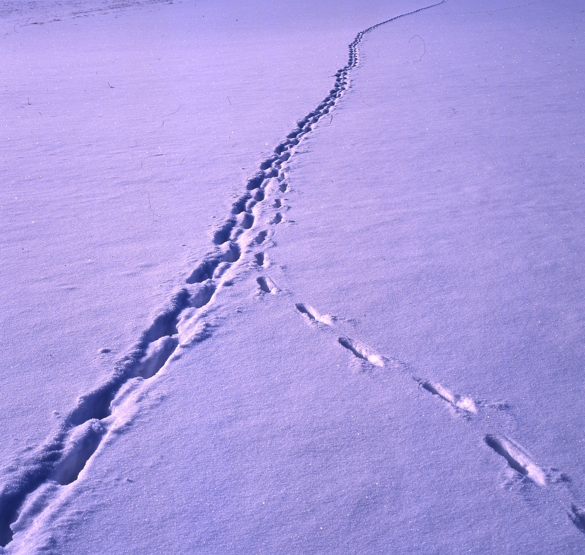 Spår av räv och grävling i snön, 1 mars 1993.