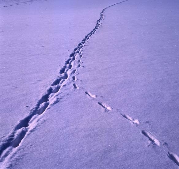 Spår av räv och grävling i snön, 1 mars 1993.