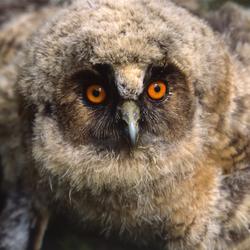 Närbild av hornuggleunge "Norromberget", juni 1990.