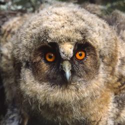 Närbild av hornuggleunge "Norromberget",  juni 1990.