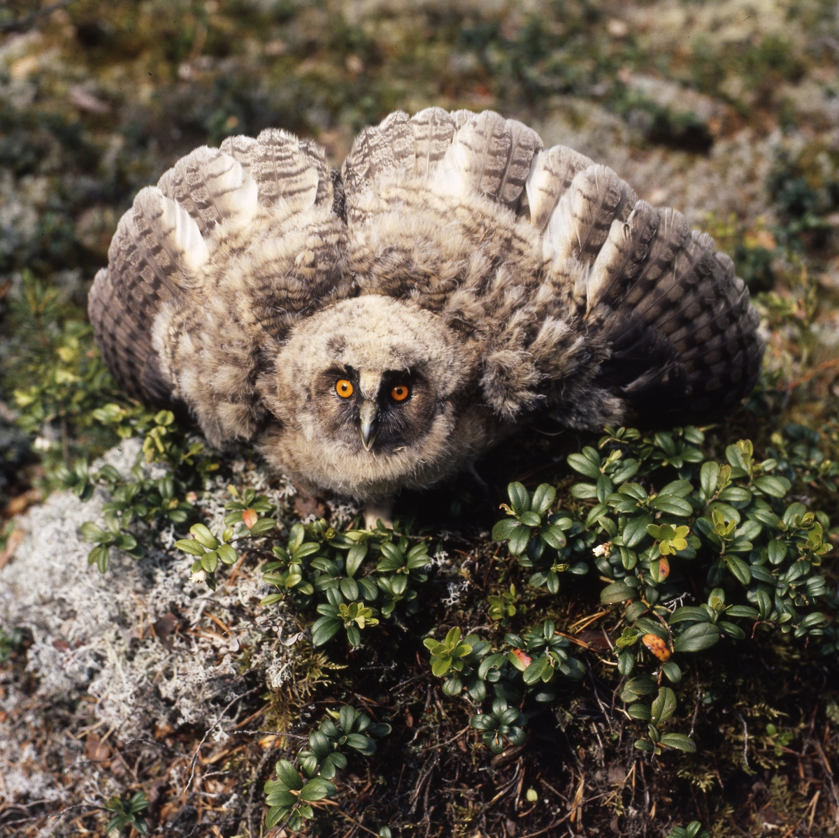 Hornuggleunge "Norromberget", juni 1990. Här ligger den bland lingonris på marken med uppspärrade vingar ochh tittar mot fotografen.