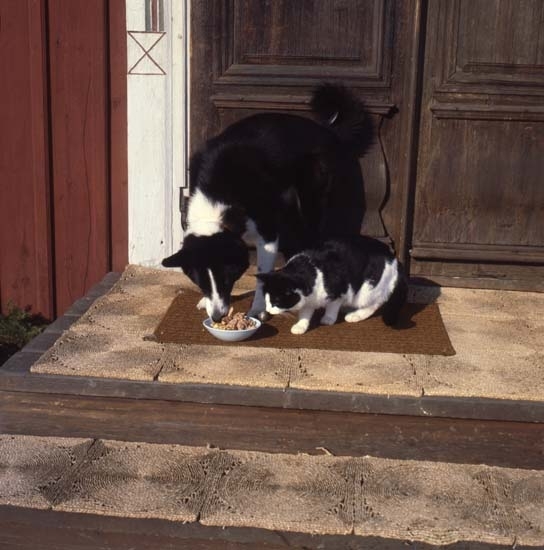 Katten Kirre och hunden Tanja cirka 1977. De äter mat ur samma skål som är placerad på trappan utanför dörren.