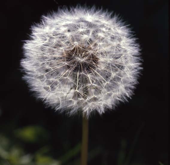 Maskrosboll 1981.