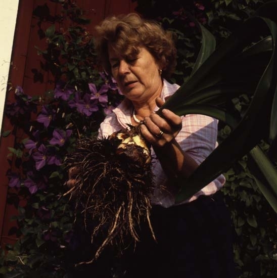 Adéle står utomhus och håller ett stadigt tag om bladen på en Clivia med stor lök och mycket rötter, 1981. Kanske ska den planteras om. 
I bakgrunden blommar blå Clematis.